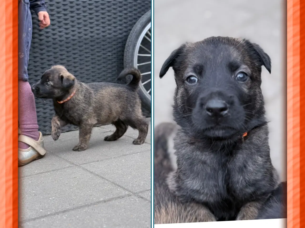 Billede 7 - Unikke schæfer og hollandsk hyrdehunde hvalpe