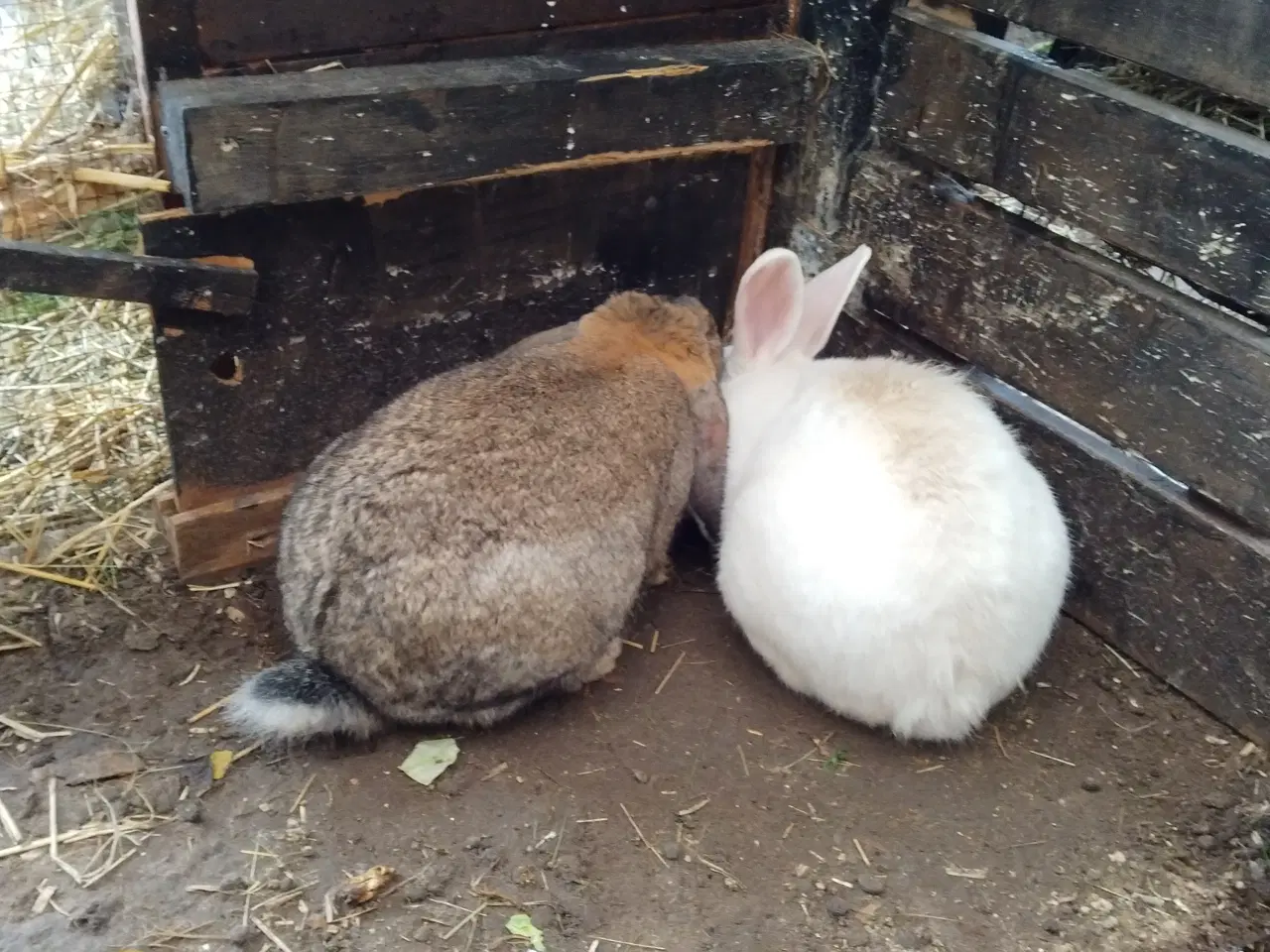 Billede 3 - Fransk belgisk vædder og dansk land 