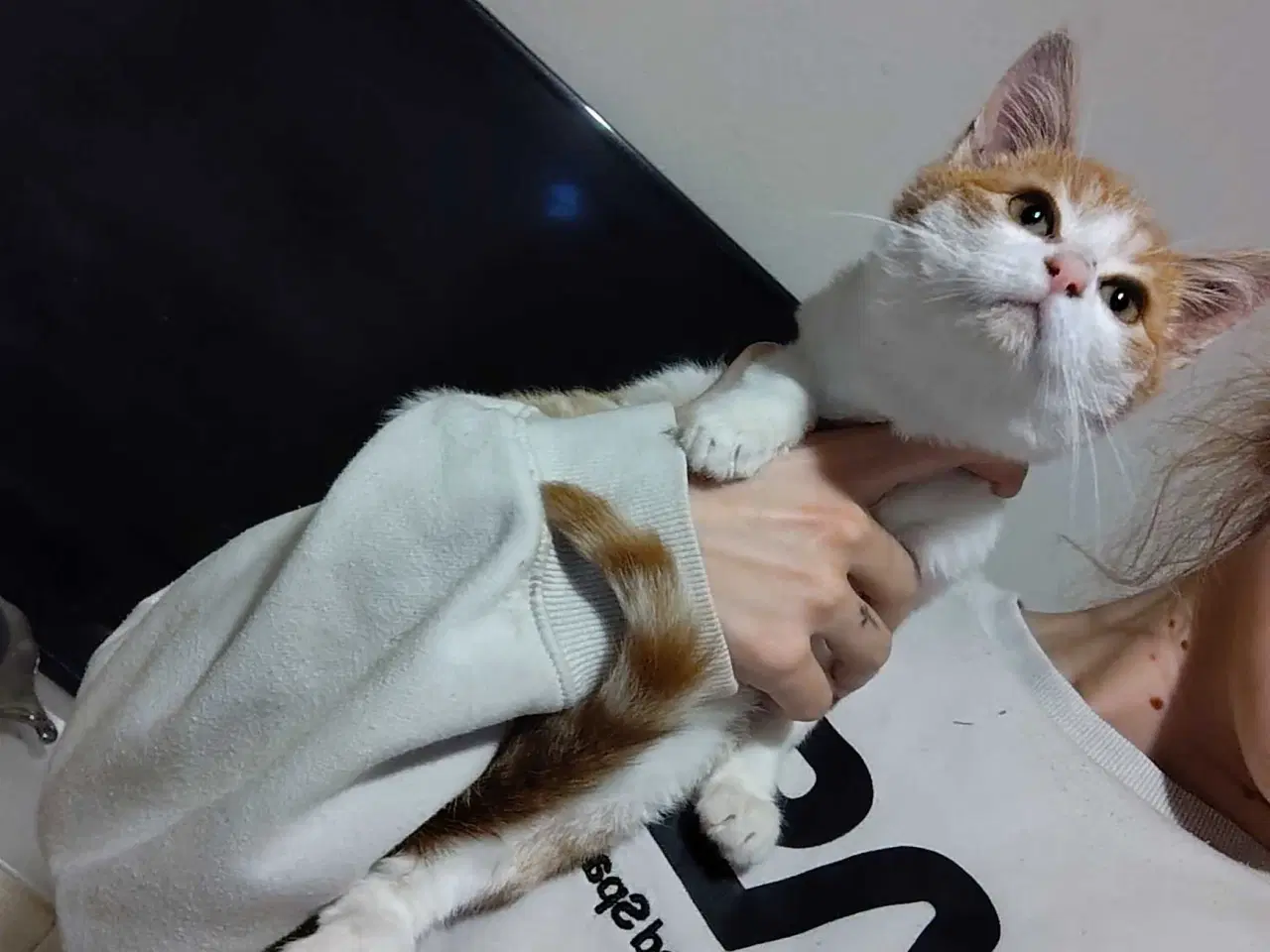 Billede 4 - Maine coon Blanding 🐱