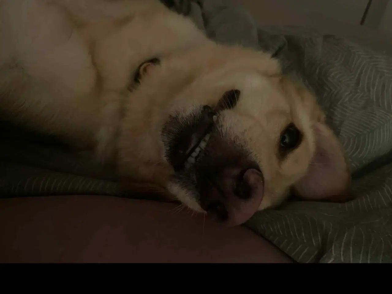 Billede 13 - Smukke Daisy søger familie