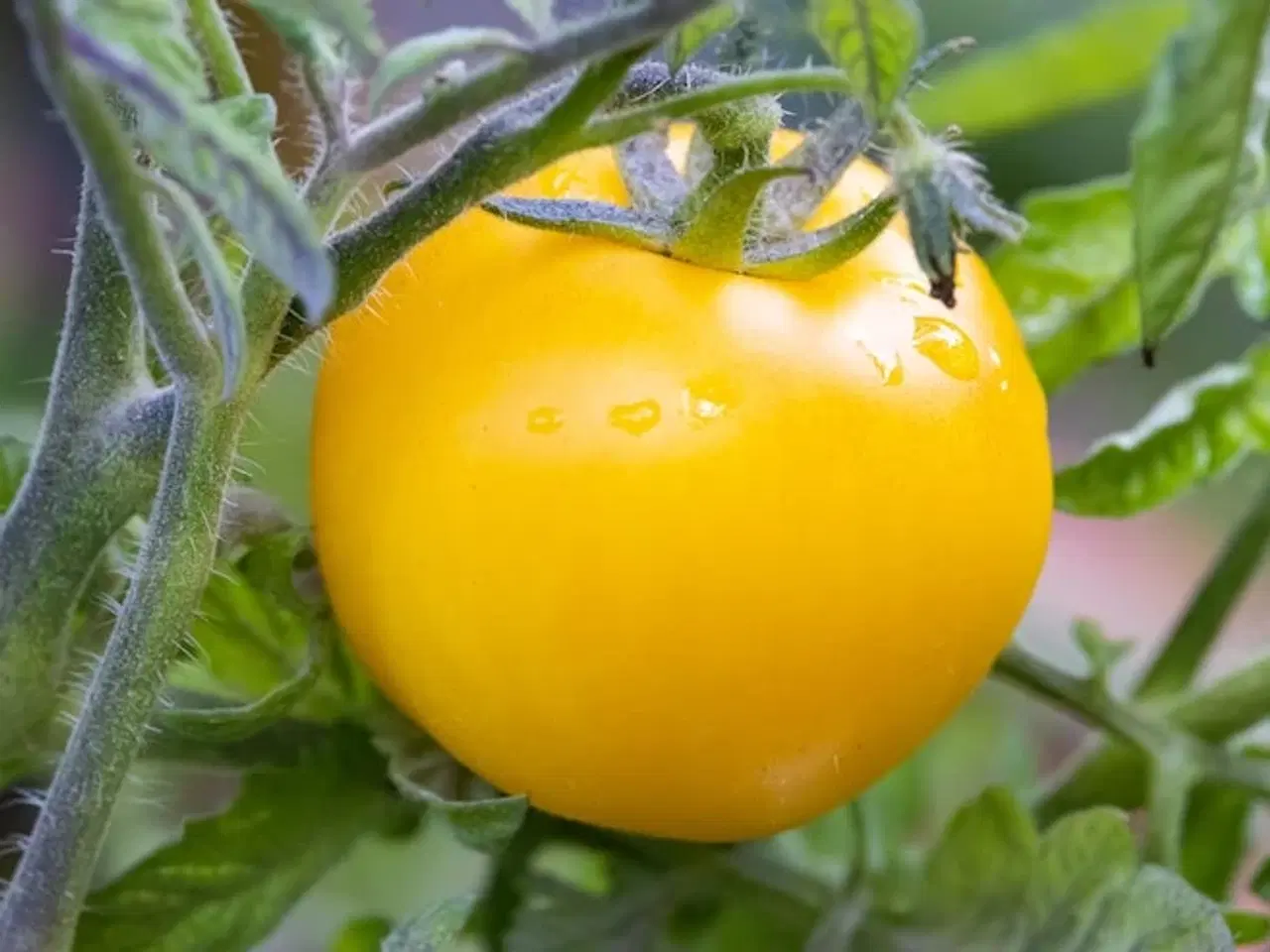 Billede 7 - Tomatplanter blandet sorter 