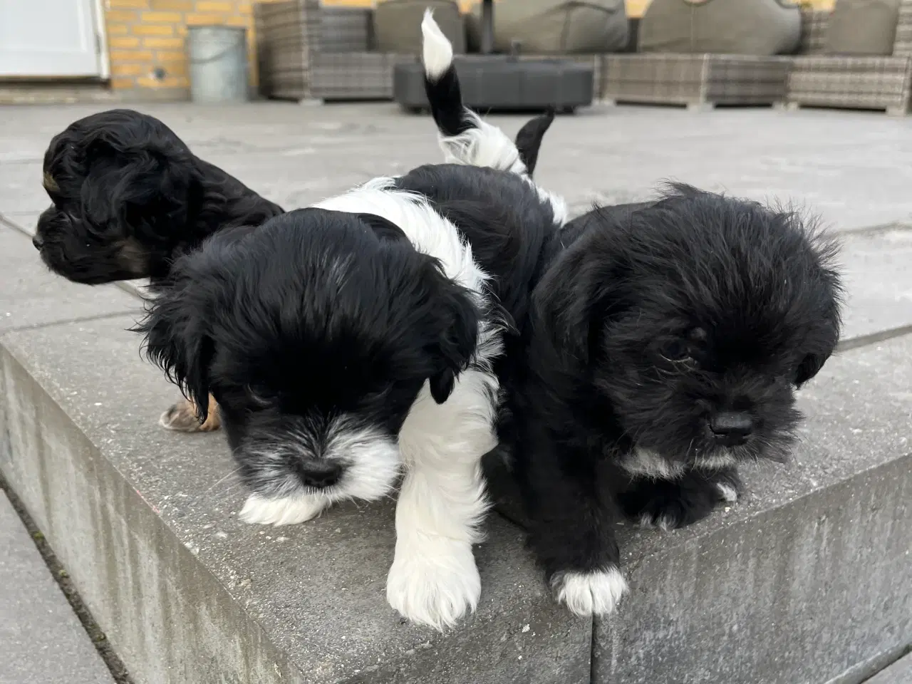 Billede 8 - Havanais, Shih Tzu, Chihuahua, Jack Russel hvalpe