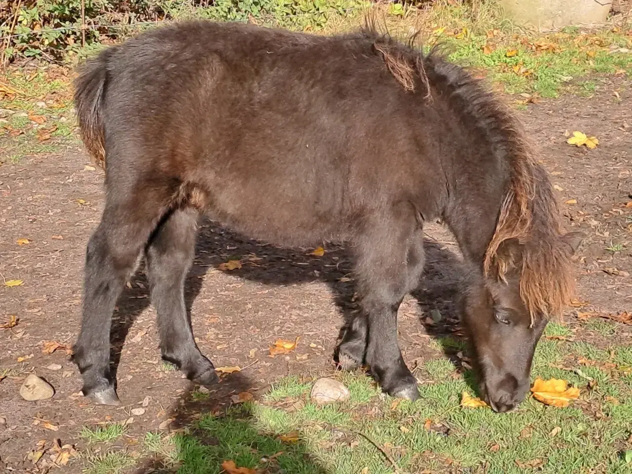 Billede 3 - Shetlandspony 1-års hingsteplage. 