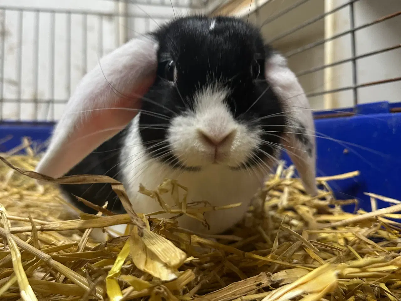 Billede 1 - En sød kaninunge sælges