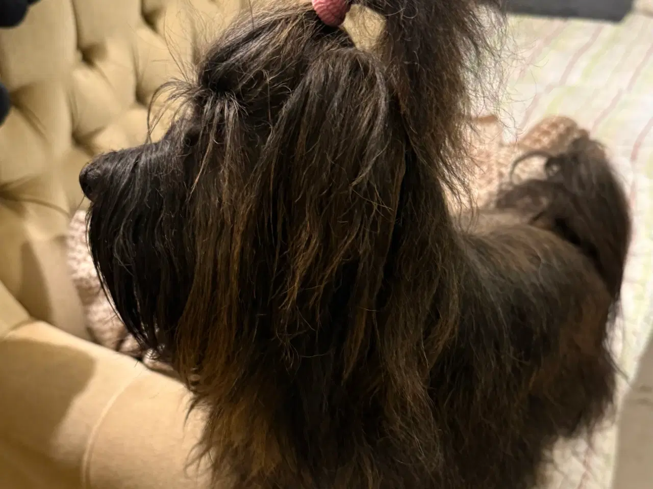 Billede 4 - Bichon Havanais tæve 