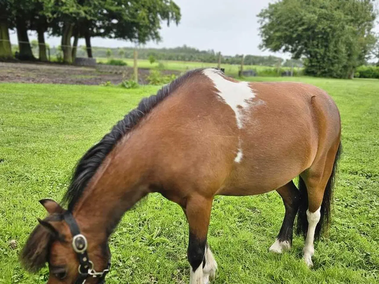 Billede 3 - Kåret AMHA Hoppe 