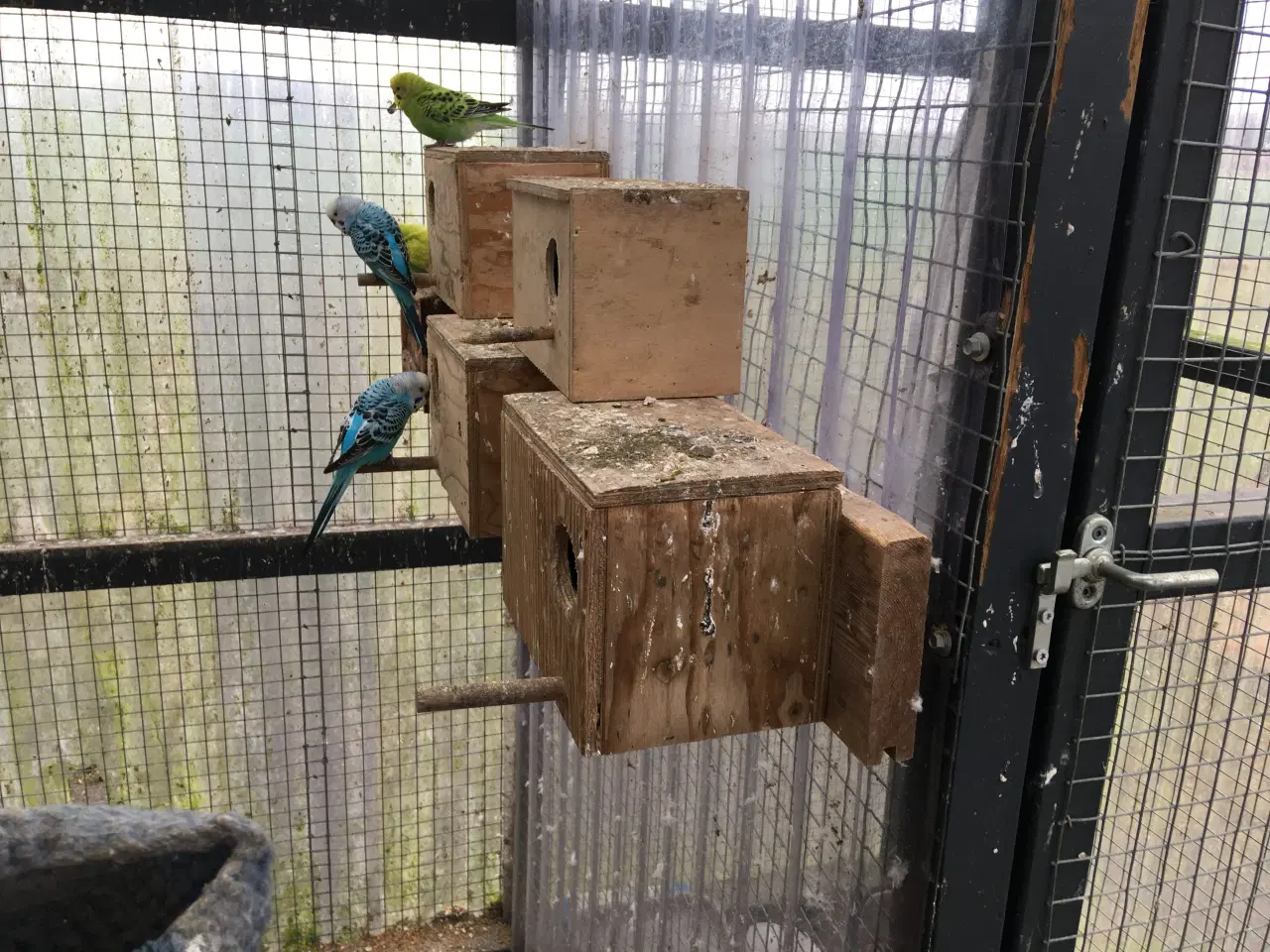 Billede 5 - Undulater flere forskellige farve