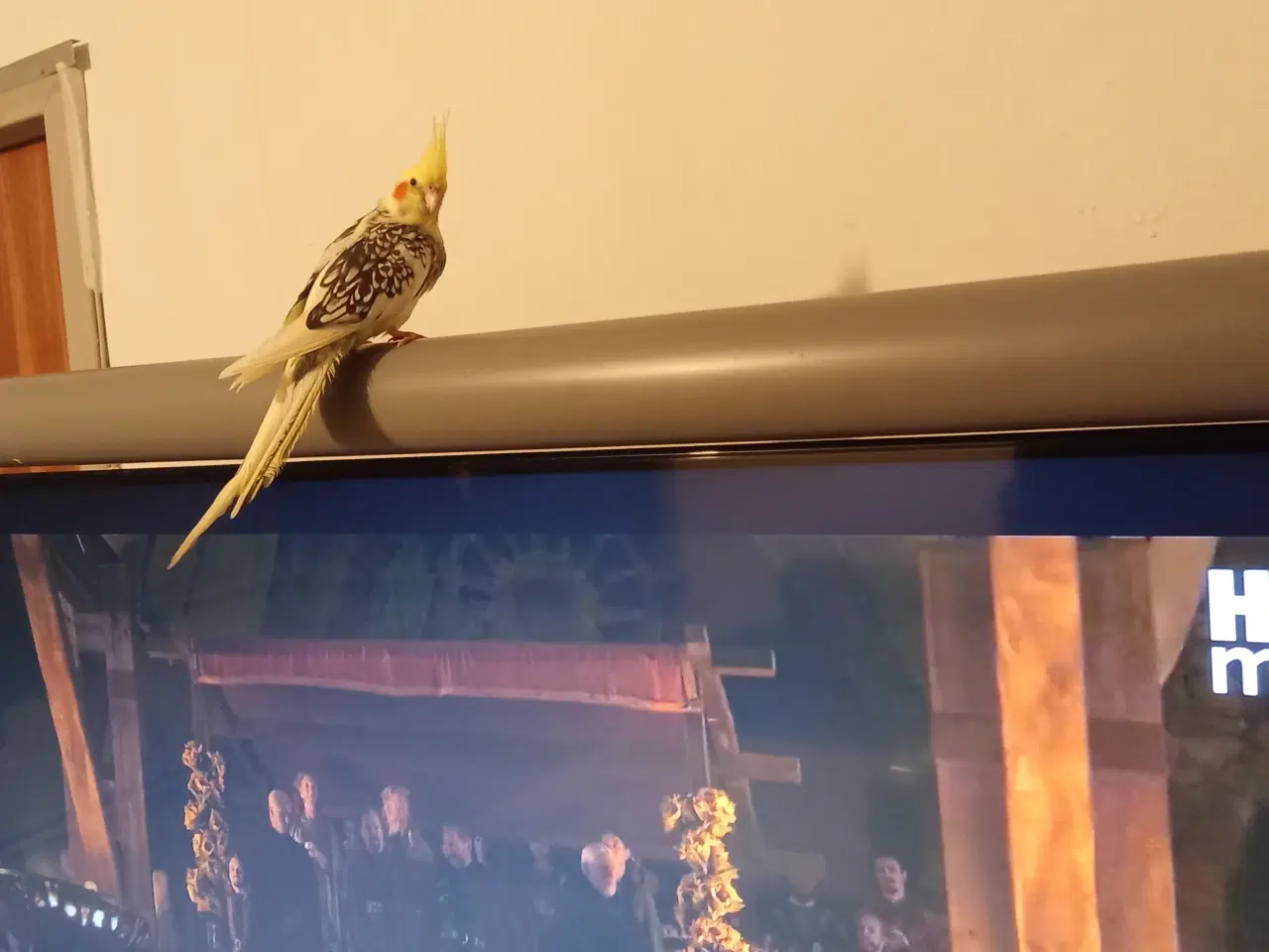 Billede 1 - Tam nymfe og delvis tam undulat 