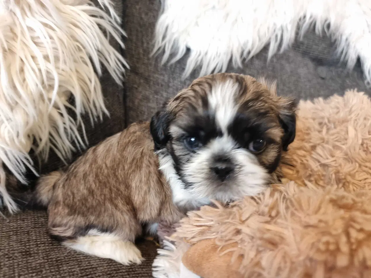 Billede 3 - Shih tzu hvalpe 
