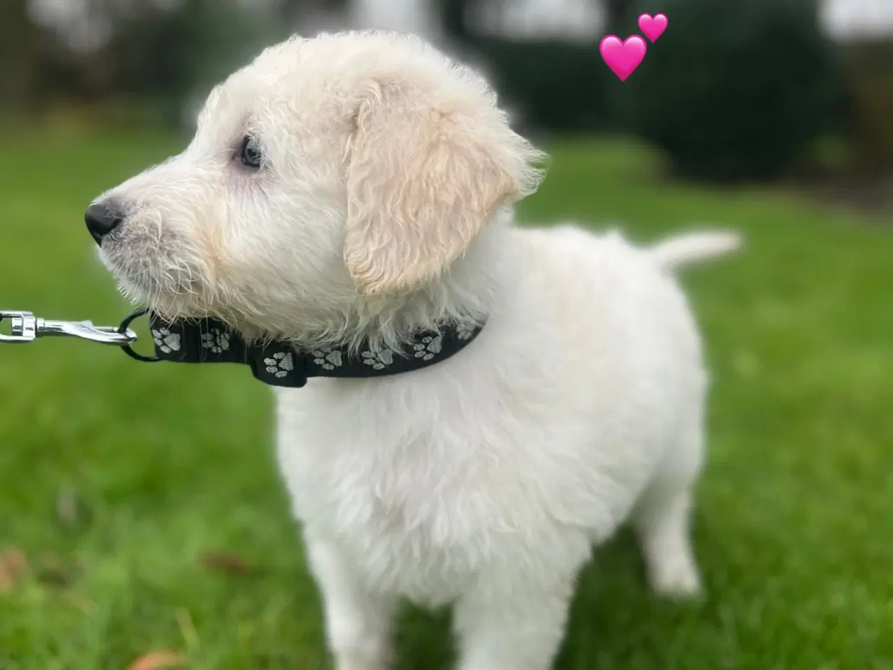 Billede 4 - Goldendoodle Hvalpe