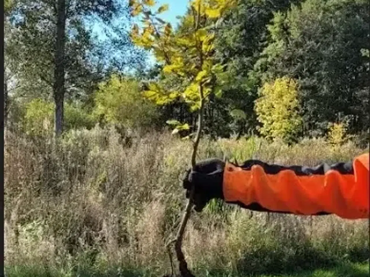 Billede 2 - Nordmannsgraner og andre planter.