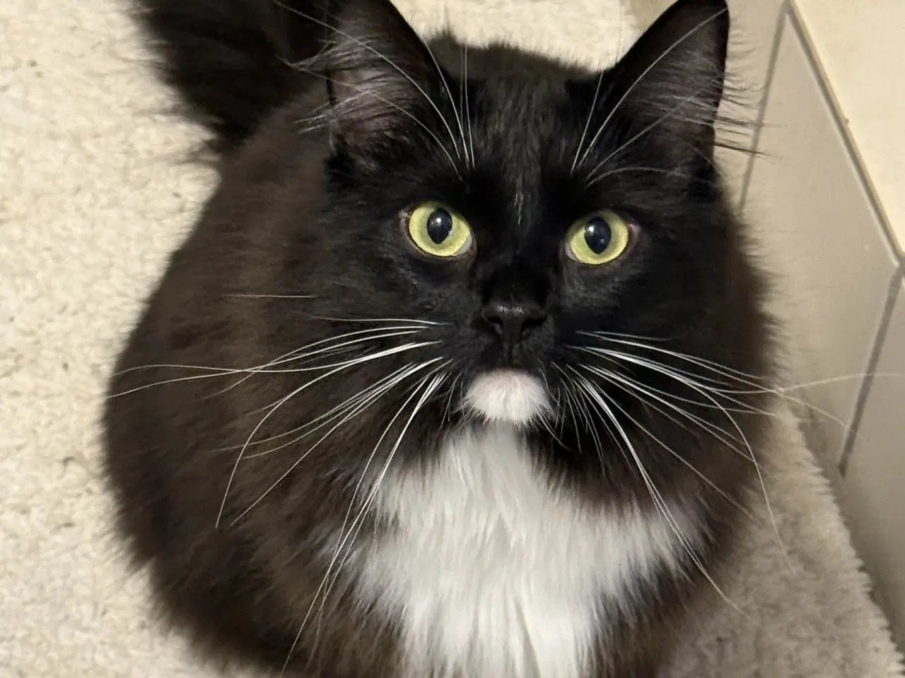 Billede 8 - Onkel Ole søger nyt hjem 