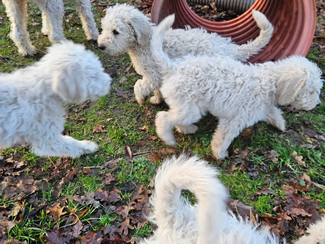 Billede 5 - Labradoodle  hvalpe 1 tæve og hanner