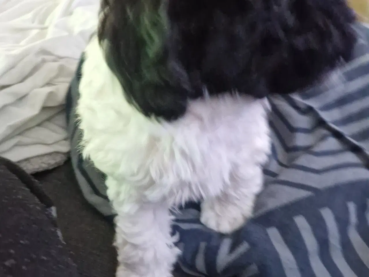 Billede 4 - Er solgt!