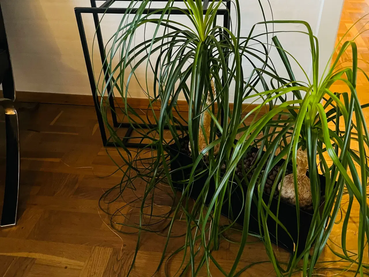 Billede 2 - Planteopsats/plantekasse