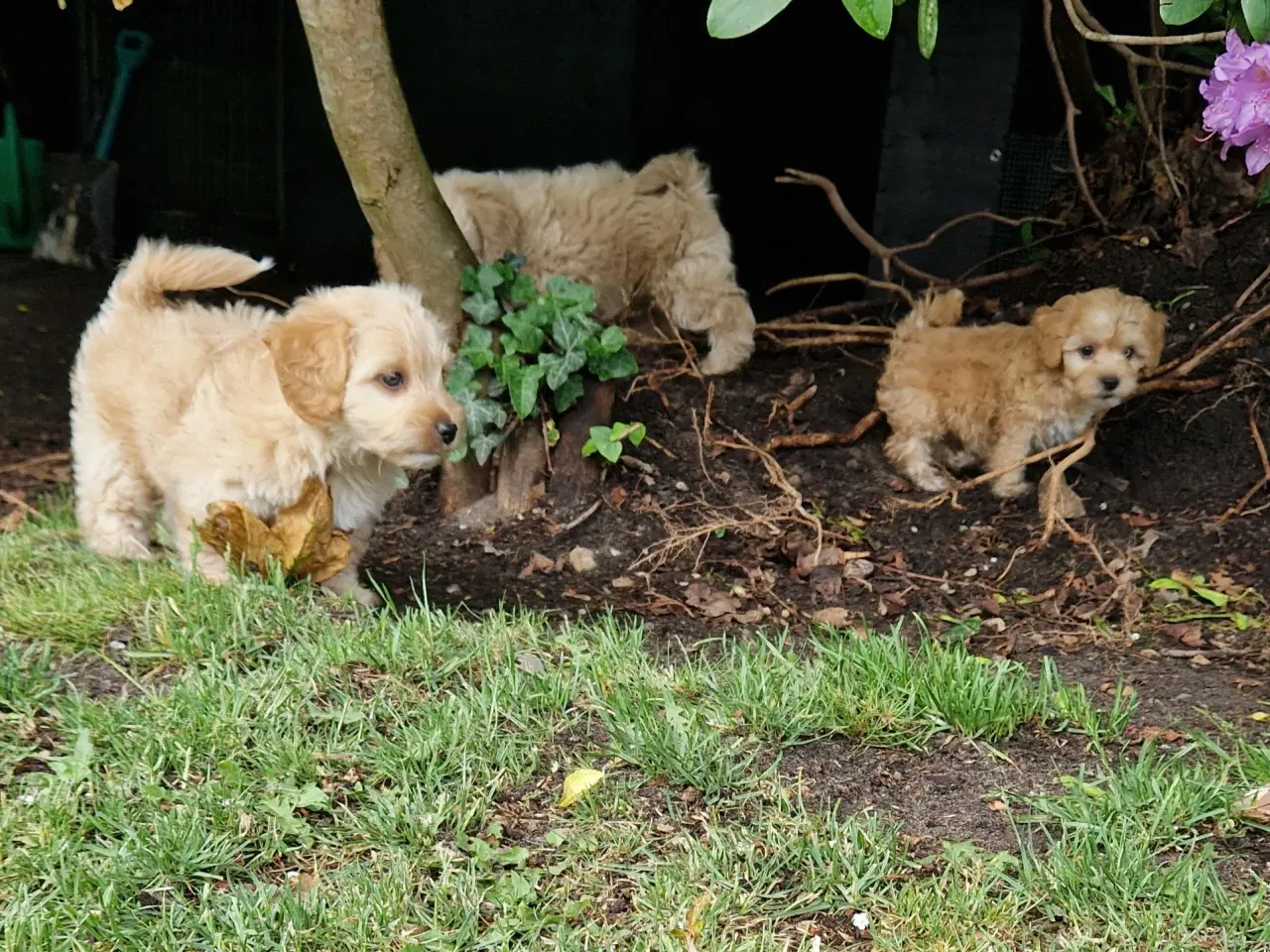 Billede 11 - Havapoo Bamser Puddel & Bichon Havanais