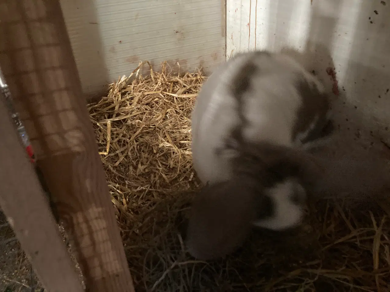 Billede 4 - Store fine Tyske kæmpeschecke