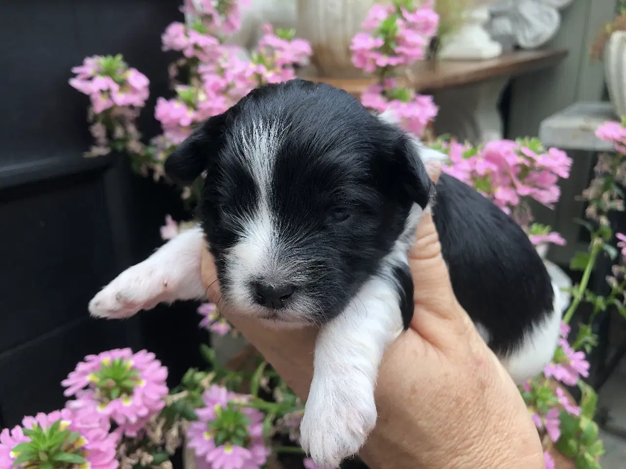 Billede 5 - Lhasa Doodle hvalpe