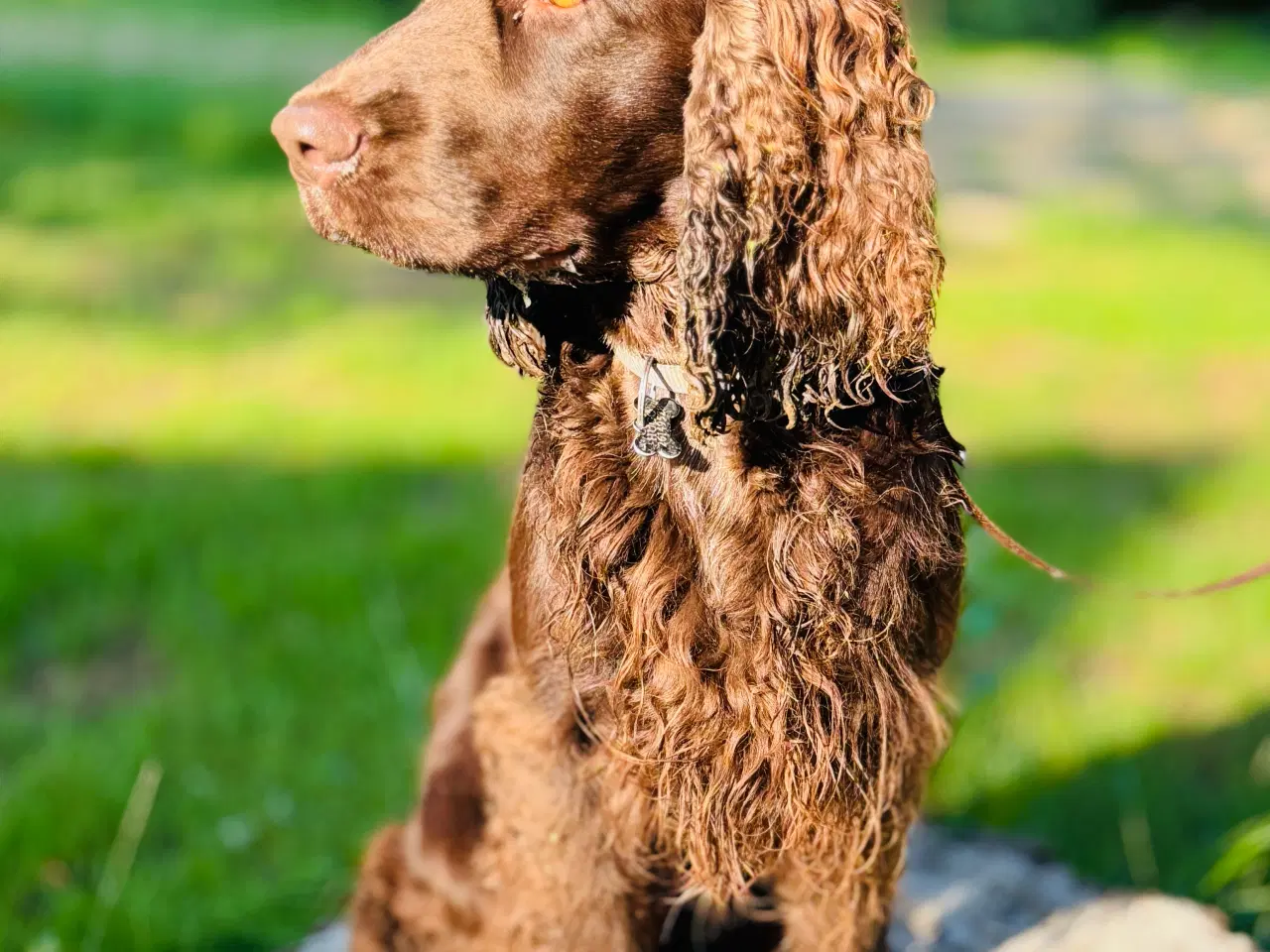 Billede 2 - Avls han. Ikke til salg. Engelsk Cocker spaniel
