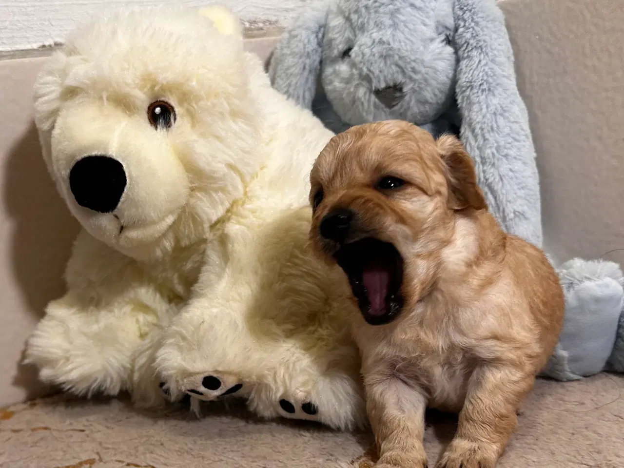 Billede 6 - Cavapoo F2B