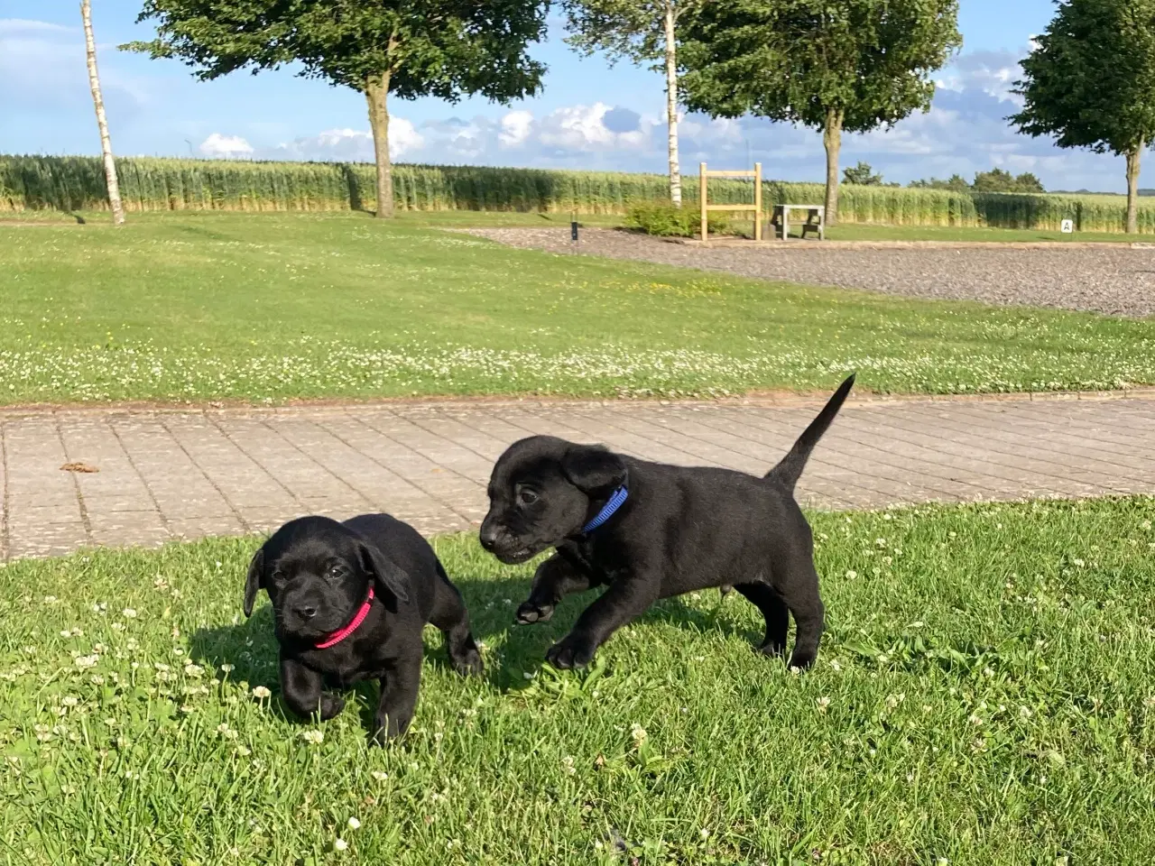 Billede 4 - Labrador 