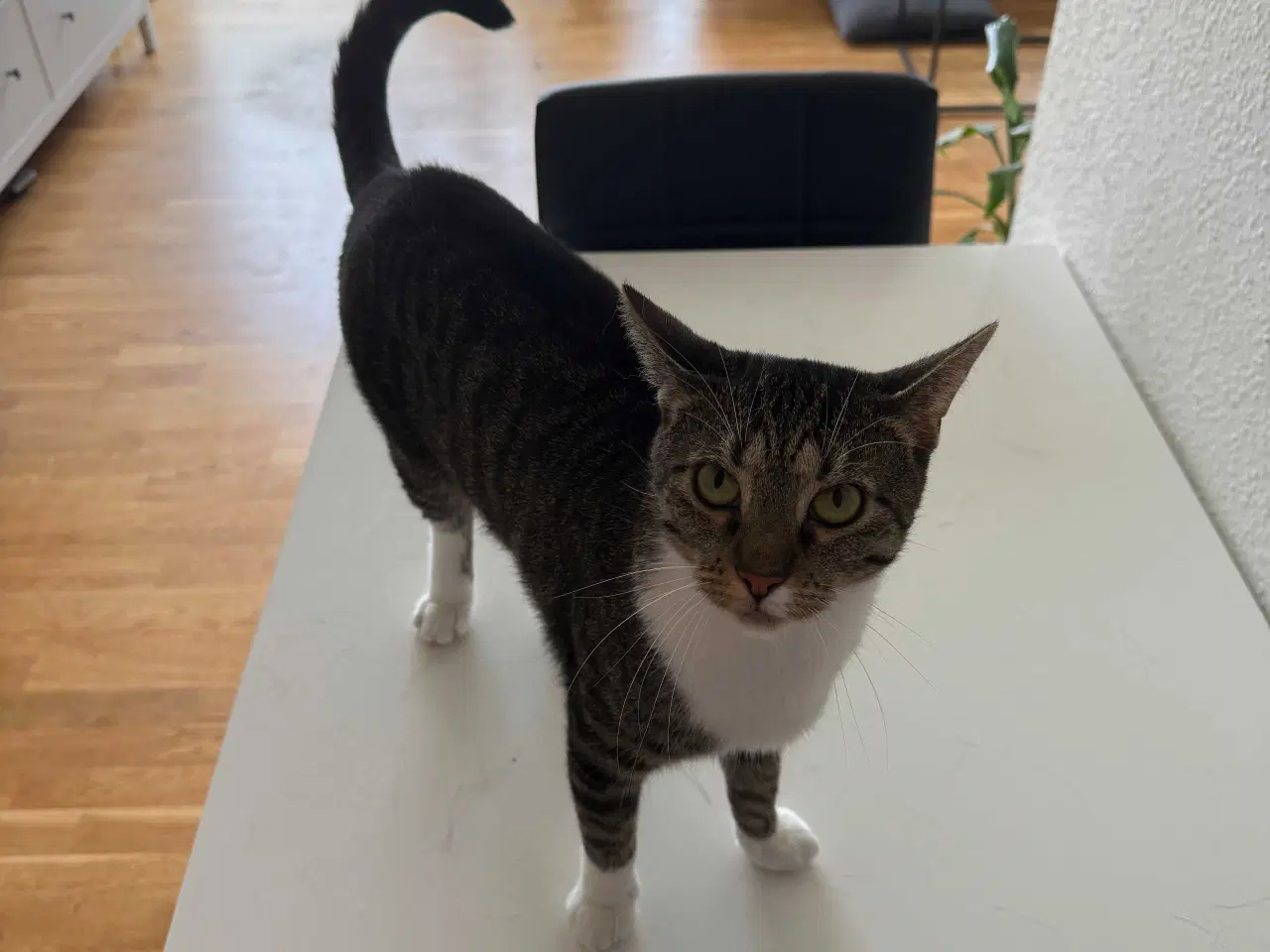 Billede 4 - Kat