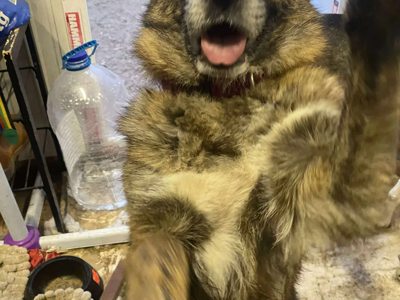 Billede 5 - Uadskilleligt makkerpar søger hjem sammen 🩷