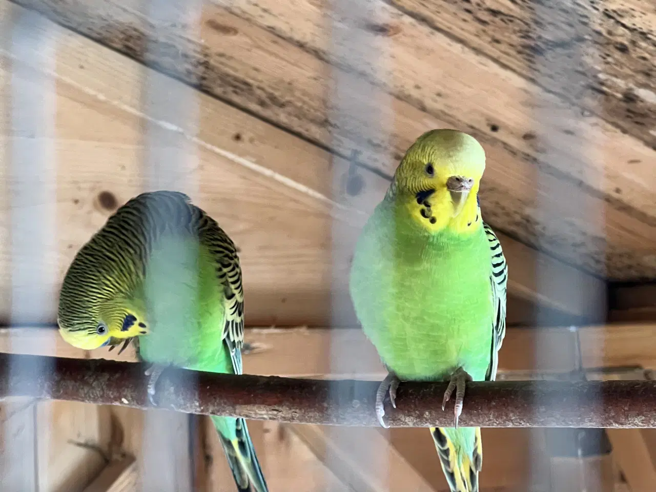 Billede 3 - Smuk grøn undulat par