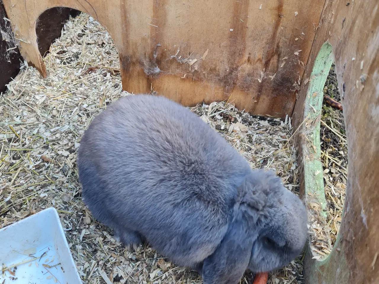 Billede 2 - Sød hun kanin