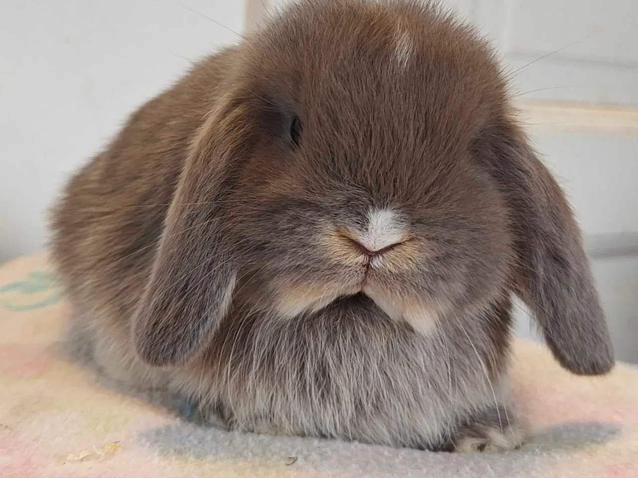 Billede 11 - Minilop