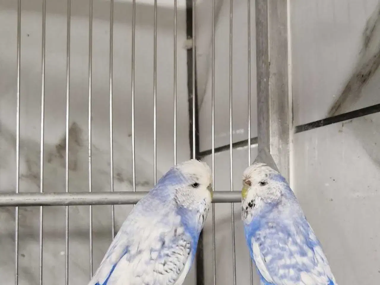 Billede 3 - Engelsk undulat hunner