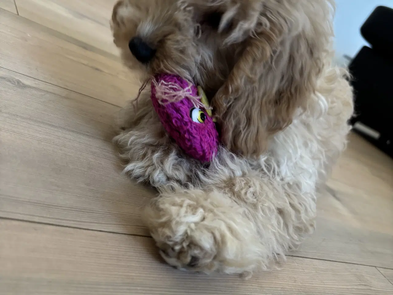 Billede 4 - Cockapoo hvalpe søger ny hjem nu