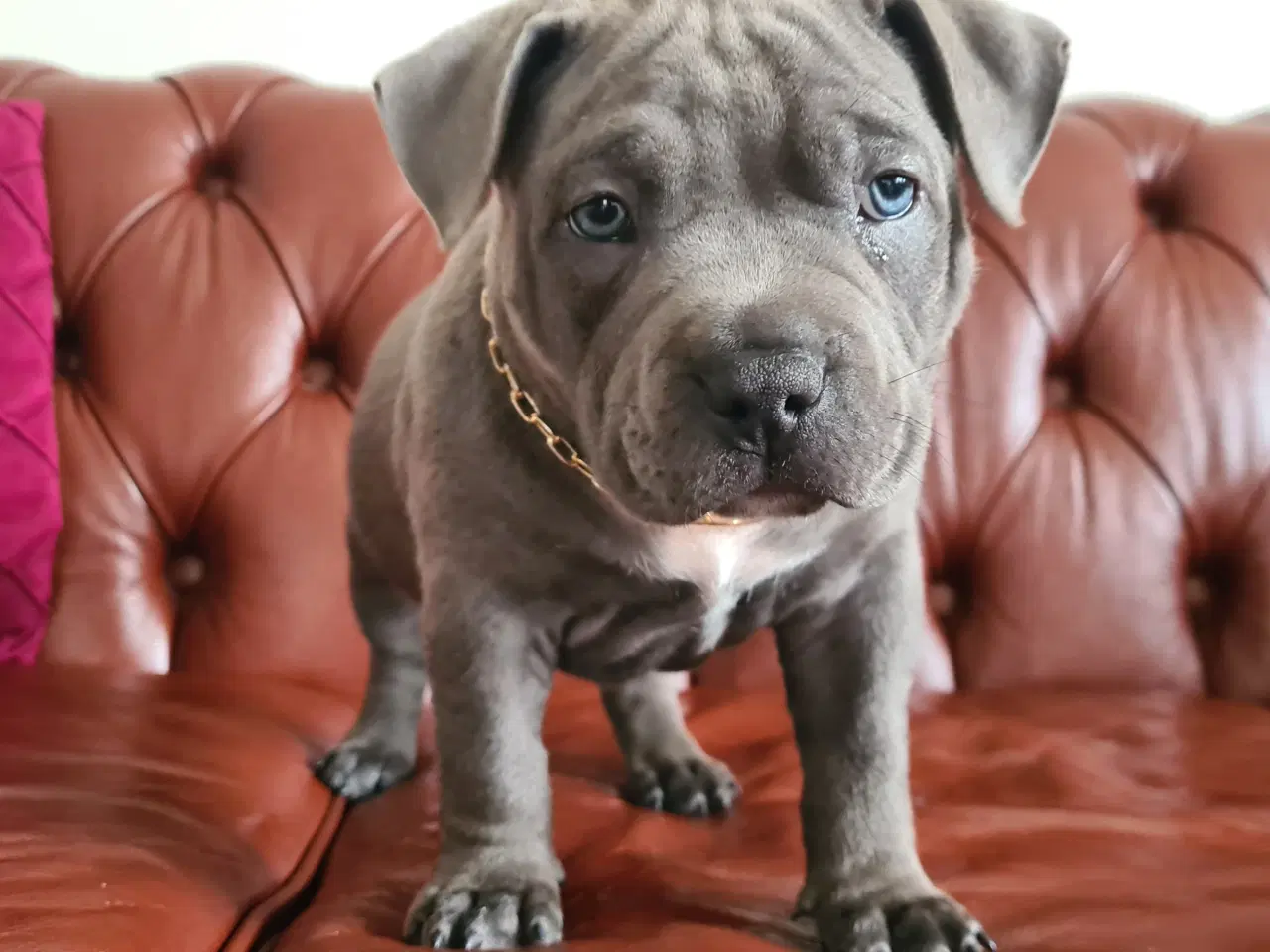 Billede 7 - American Bully Pocket Dreng Blå 