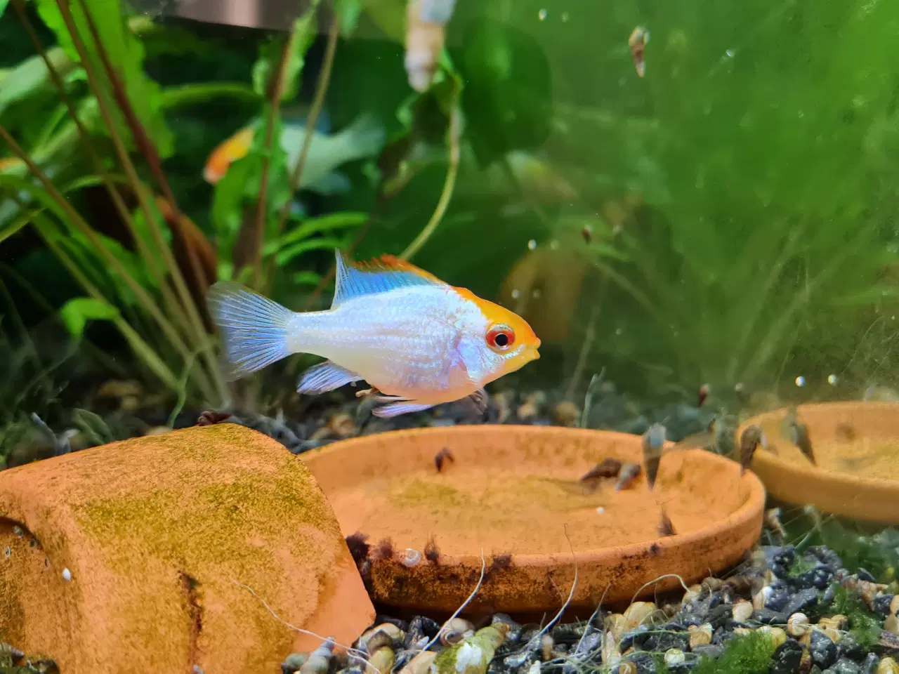 Billede 2 - Sommerfuglecichlider (Mikrogeophagus ramirezi) 