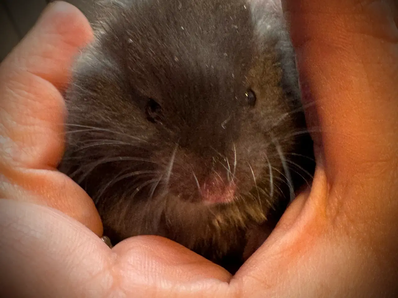 Billede 2 - Guldhamster unger sælges