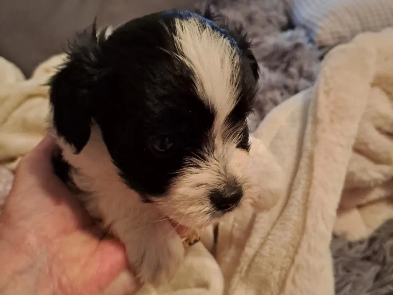 Billede 2 - Maltipoo/Papillion