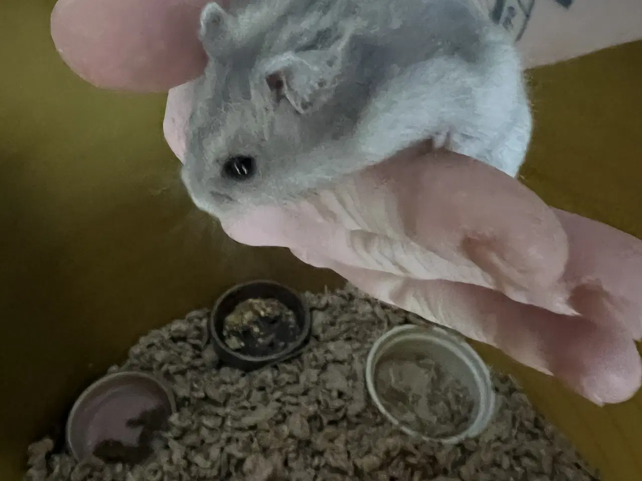 Billede 1 - Dværghamster han 