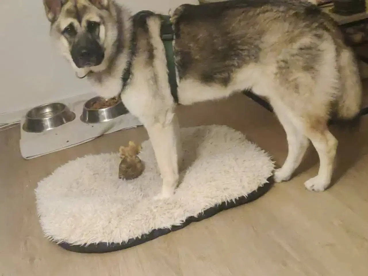 Billede 12 - Hund søger ny hjem 