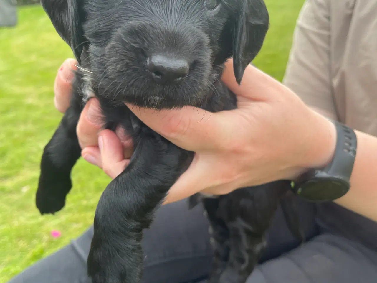 Billede 4 - Ft. Cockerspaniel hvalp 