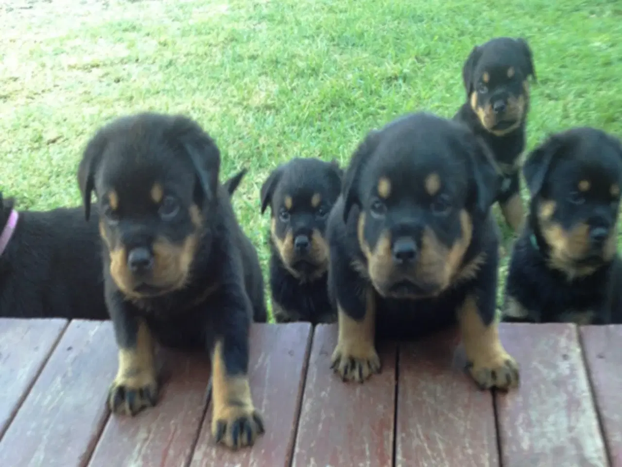 Billede 3 - Søde Hundehvalpe klar til at flytte!