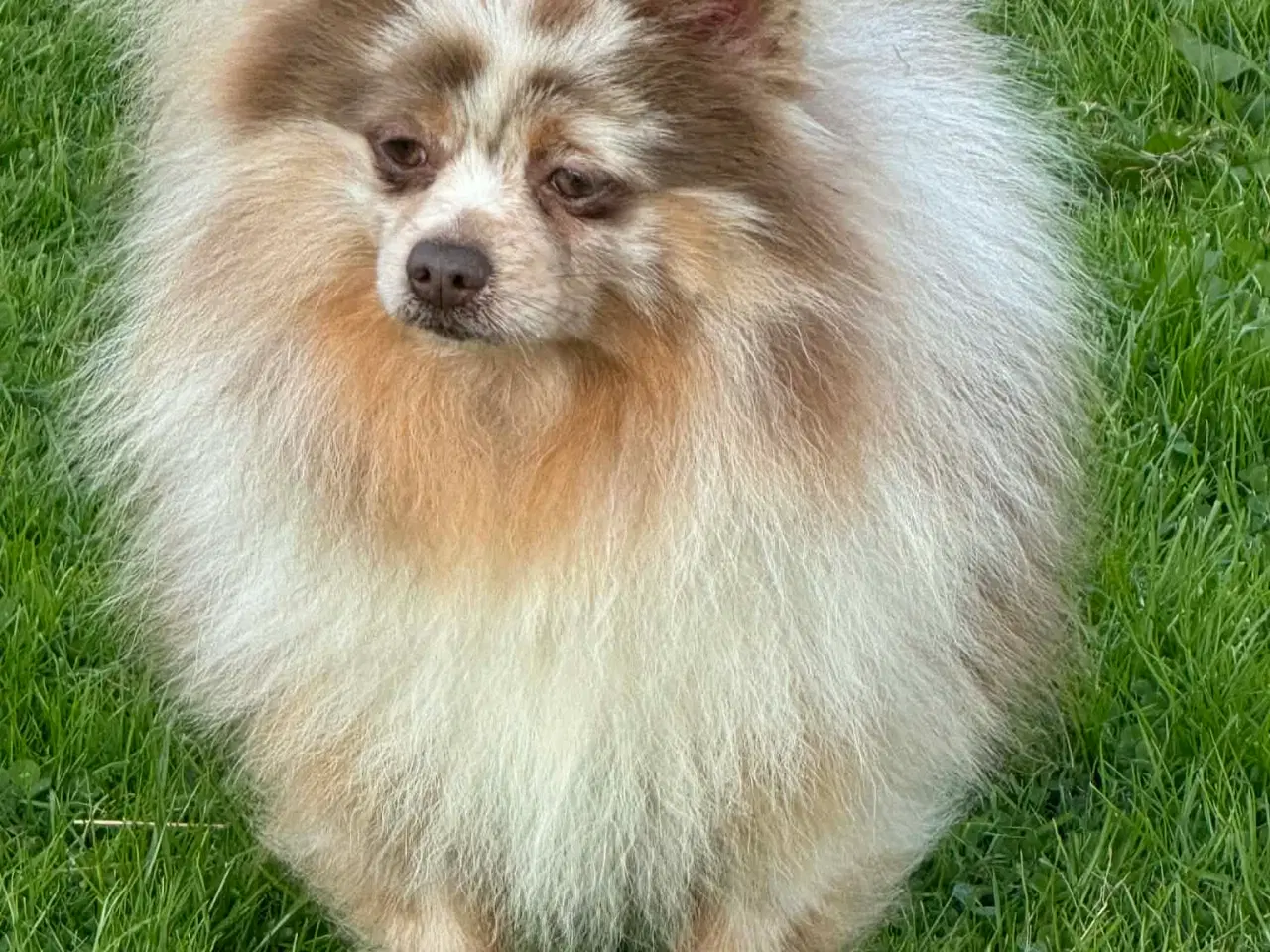 Billede 4 - 🌟 Smuk brun Merle Pomerania han 
