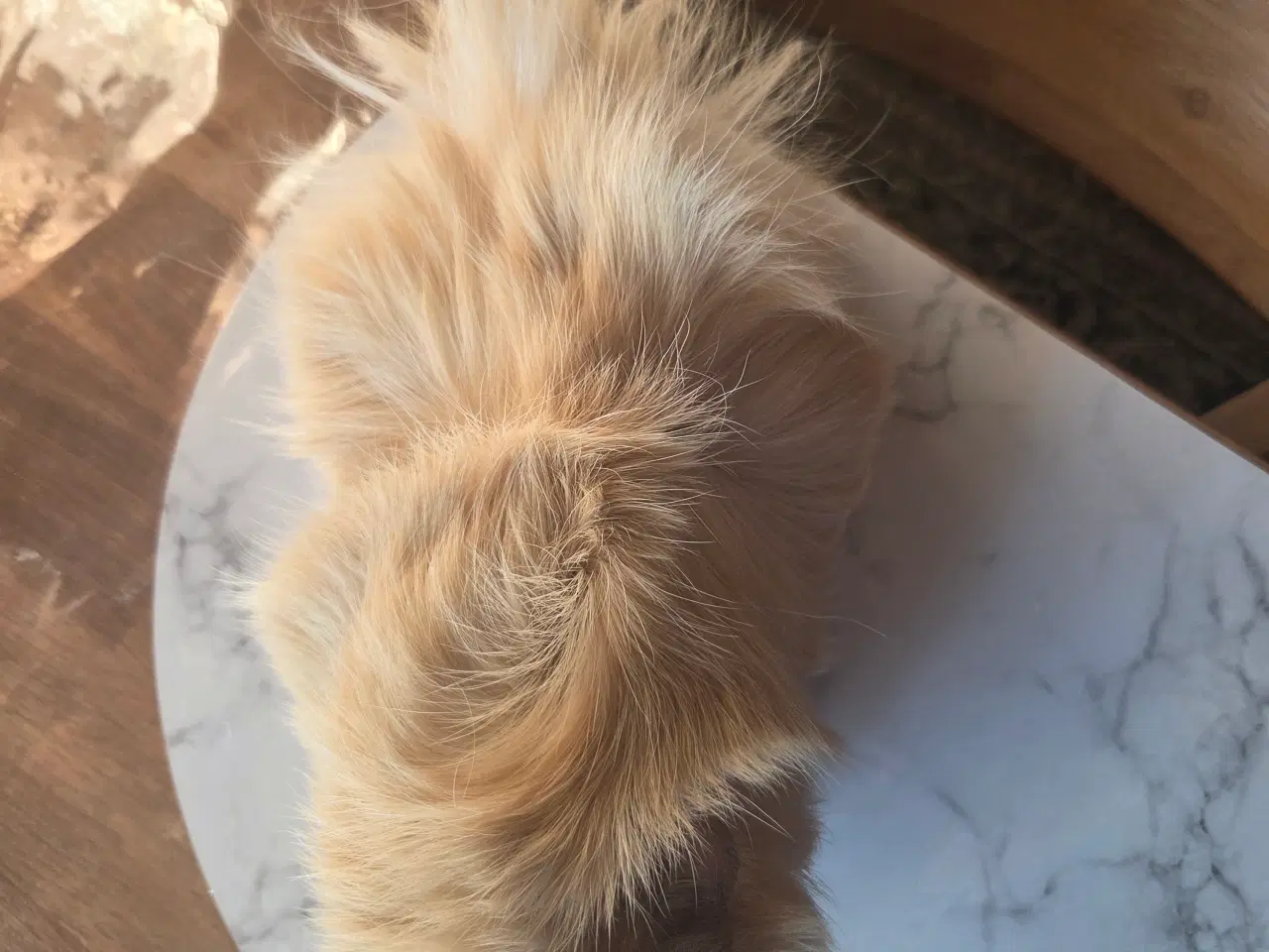 Billede 2 - Marsvin 🥰