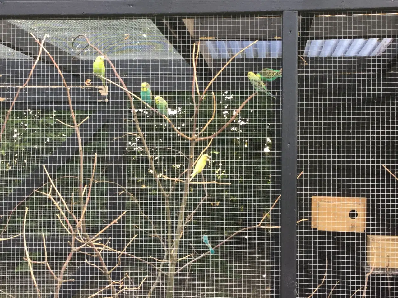 Billede 1 - Australske undulater