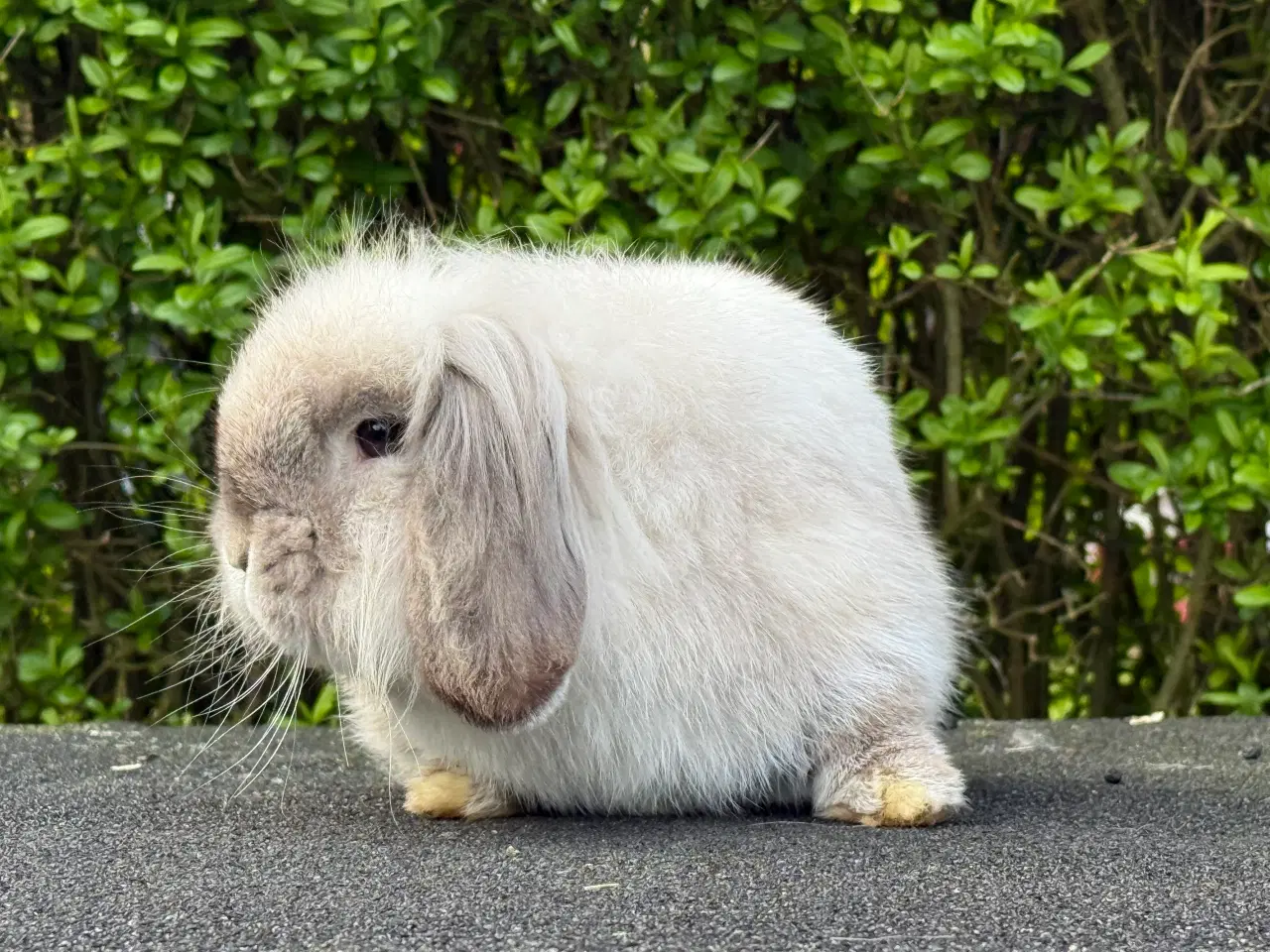 Billede 8 - Mini lion lop med enkelt manke