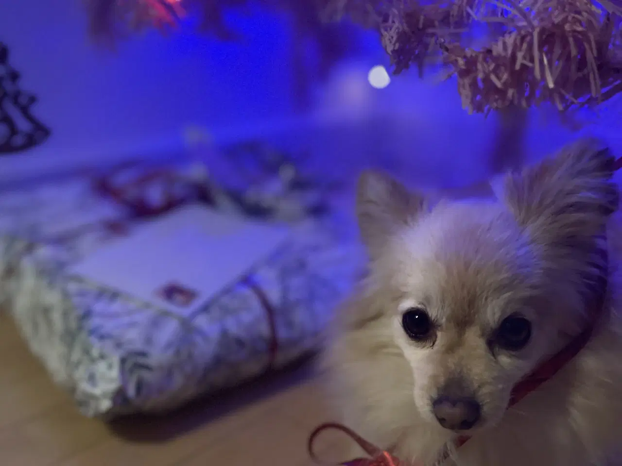 Billede 2 - Sød hund søger nyt hjem 