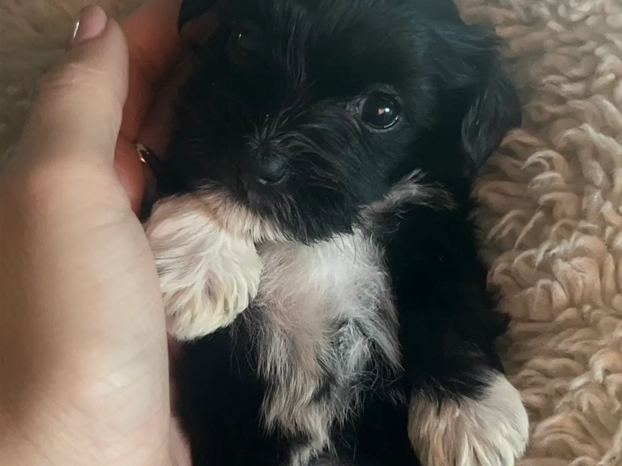 Billede 6 - Klar den 25 december