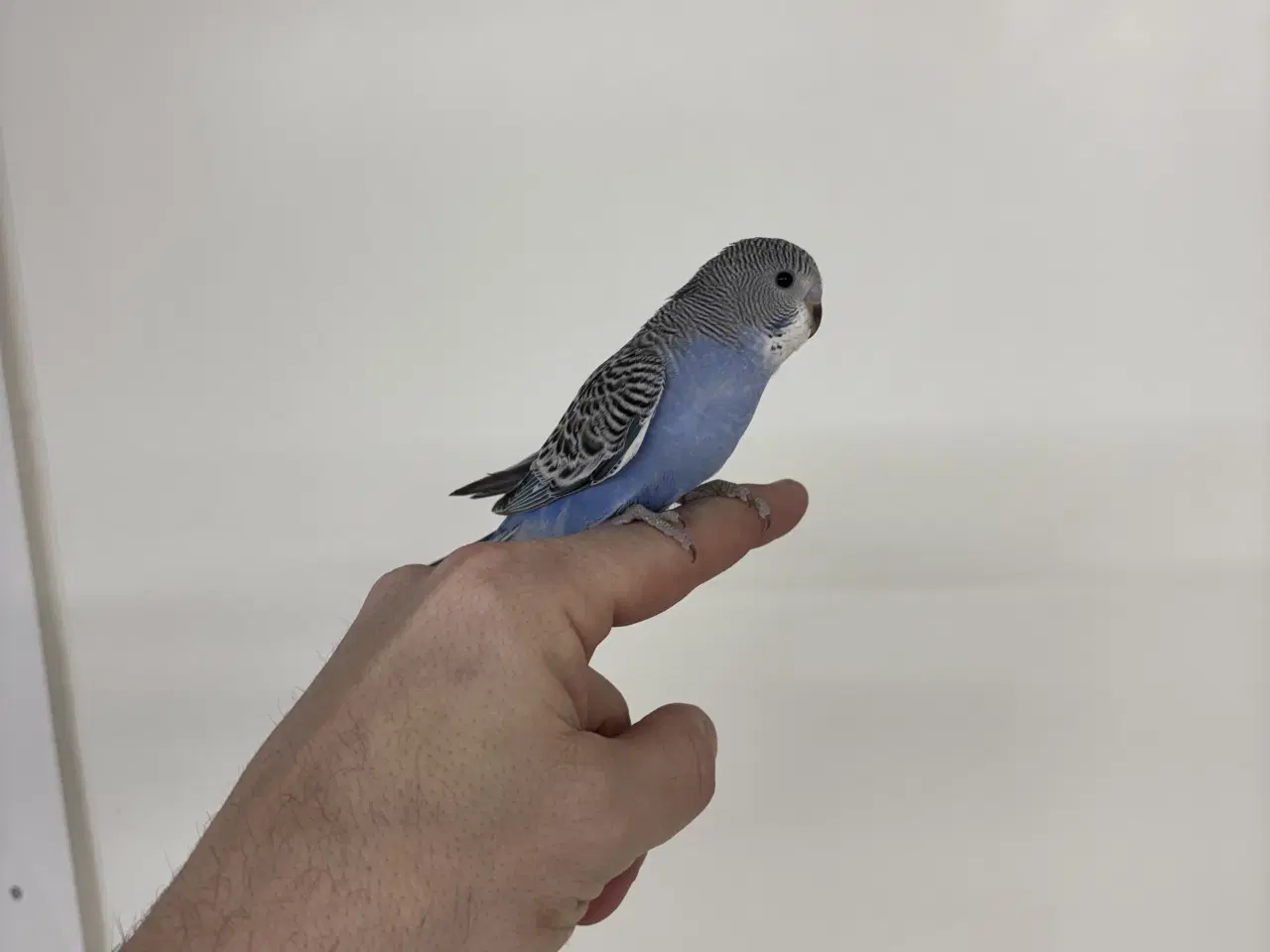 Billede 3 - Håndterede unger