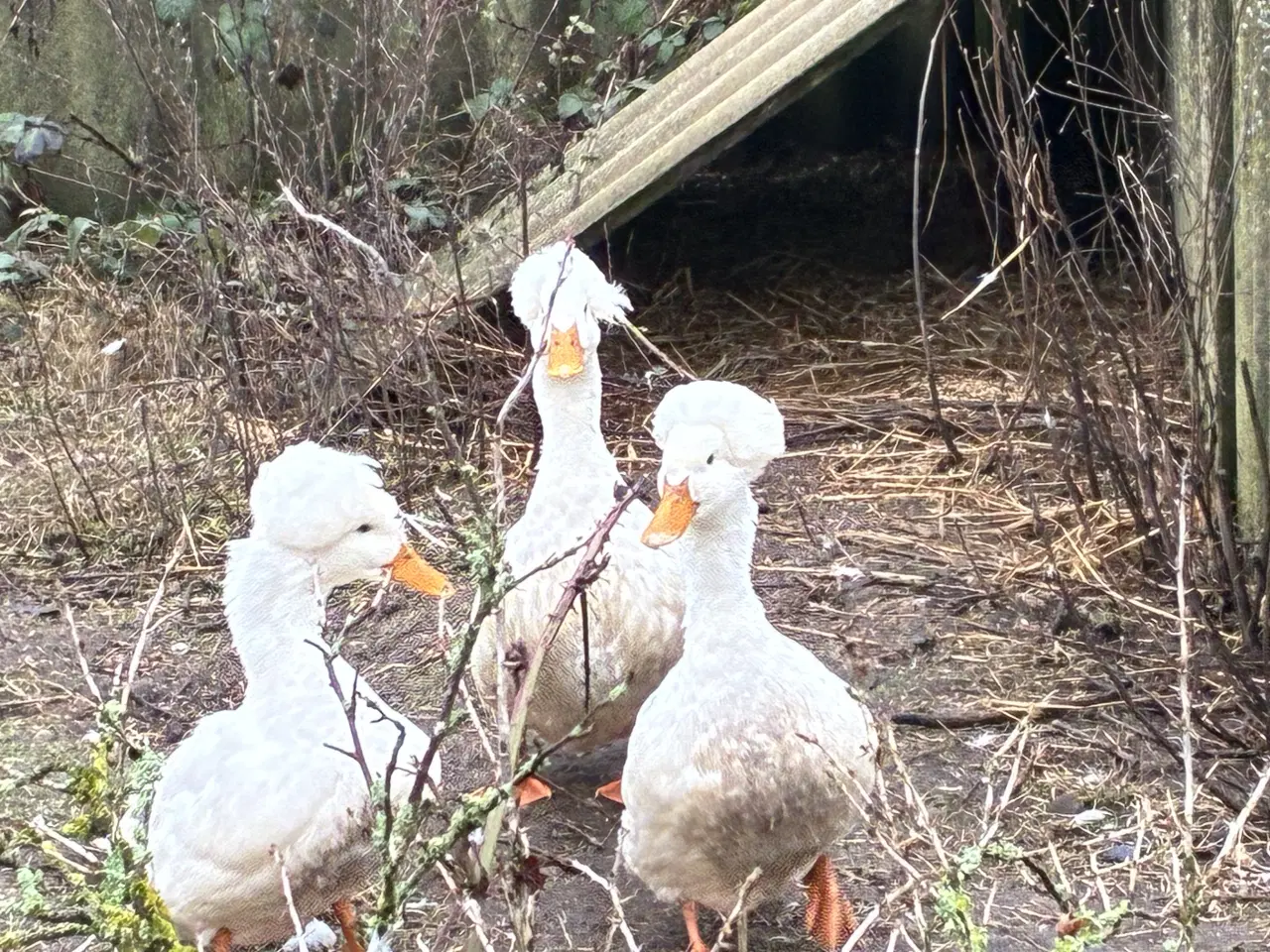 Billede 2 - Kejserænder 