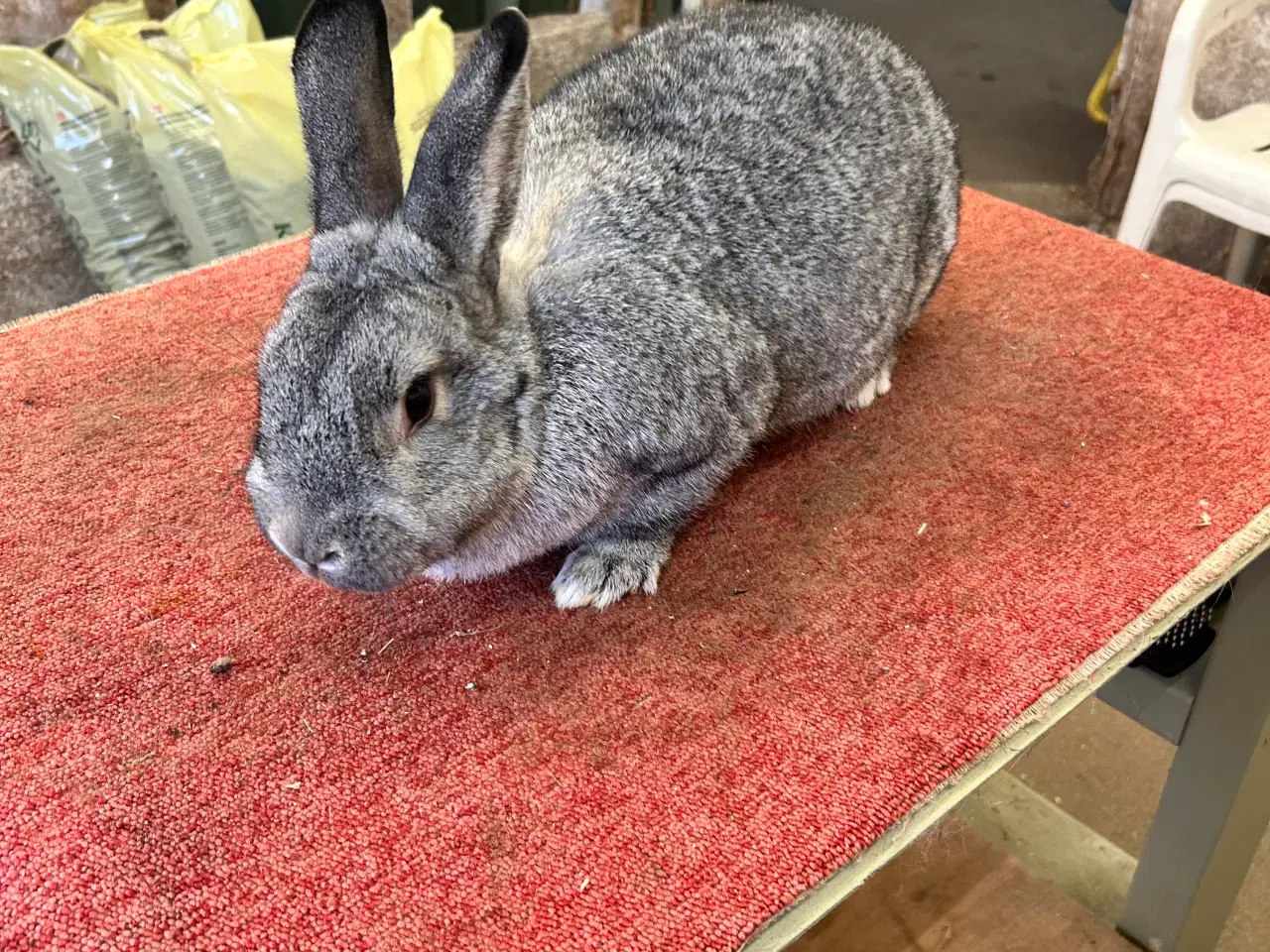 Billede 3 - Tre hun Kanine 