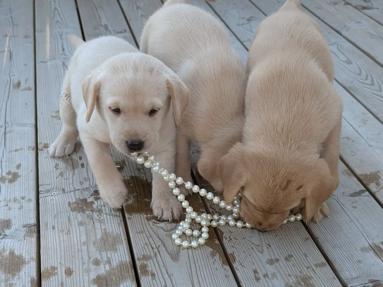 Billede 2 - Gl.dags labrador hvalpe 